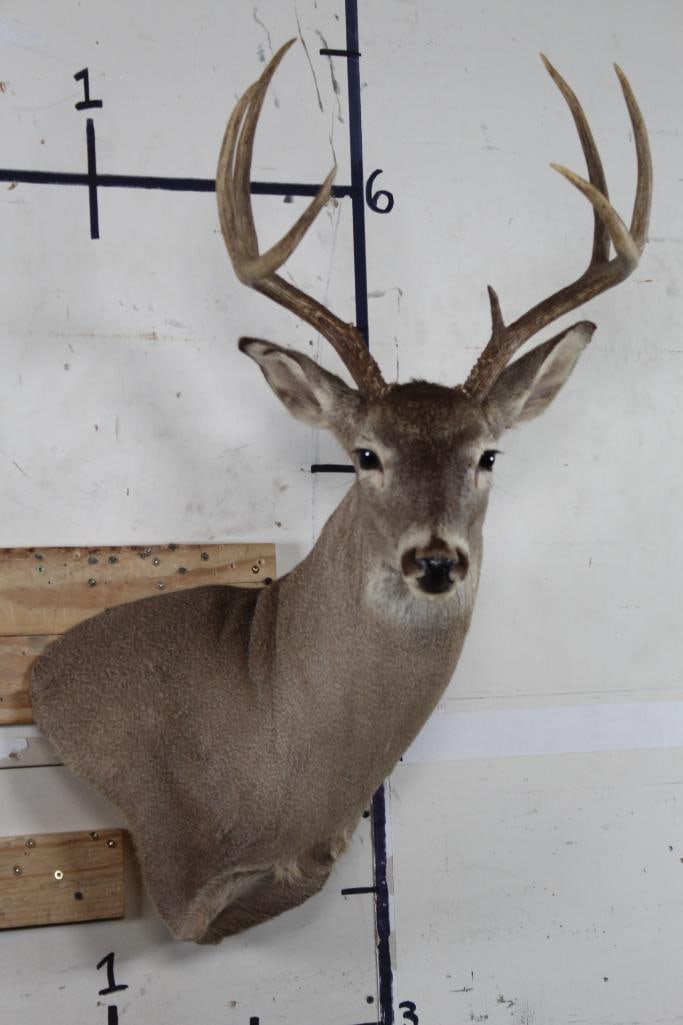 7-Point WHITETAIL DEER Wall Pedestal with a 15.75" Spread (1 of 11)