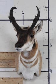 Very Nice PRONGHORN Shoulder Mount Taken 10/22!
