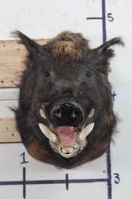 Wild BOAR/HOG/PIG Shoulder Mount