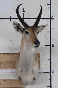 Very Nice REEDBUCK Shoulder Mount