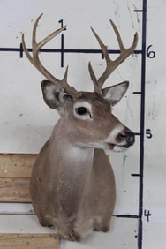 Nice 8-Point WHITETAIL DEER Shoulder Mount