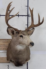 9-Point MULE DEER Shoulder Mount