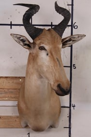 LICHTENSTEIN'S HARTEBEEST Shoulder Mount in Very Good Condition
