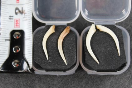 2 Sets of GABOON VIPER Fangs. 4 Fangs Total!