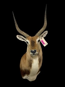 Amazing KAFUE, or KAFUE FLATS LECHWE Shoulder Mount