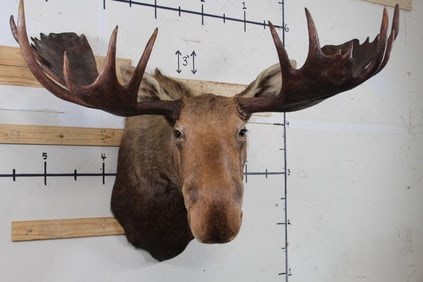 XXL Moose Shoulder Mount with a 63 1/8" Spread! Removable Antlers