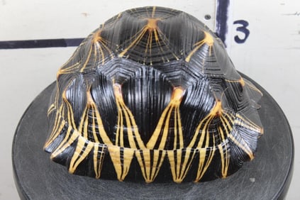 *RARE* Radiated TORTOISE Shell. *TEXAS RESIDENTS ONLY*