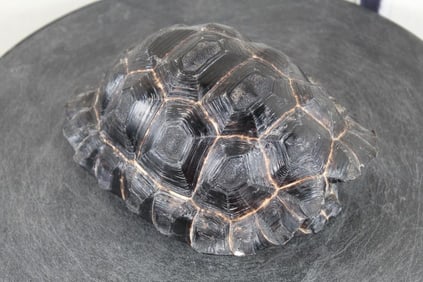 *TEXAS RESIDENTS ONLY*! *RARE* Adolescent GALAPAGOS TORTOISE Shell