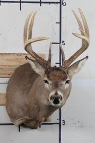 Tall Basket 10-Point WHITETAIL DEER Shoulder Mount with a 15.75" Spread