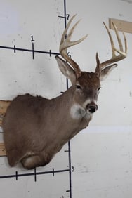 9-Point WHITETAIL DEER Shoulder Mount with unique Antler growth on forehead