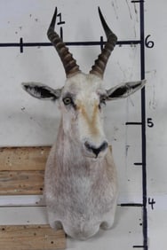 Very Nice White BLESBOK Shoulder Mount