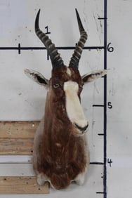 Very Nice BLESBOK Shoulder Mount