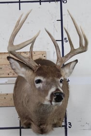 10-Point WHITETAIL DEER Shoulder Mount with a 17" Spread
