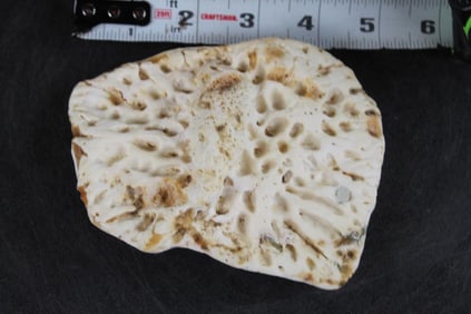 Giant CROCODILE Scute Taken off the back of an 18'2" Croc