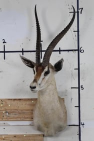 BRIGHT'S GAZELLE Shoulder Mount