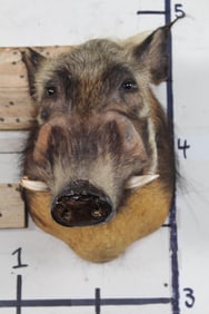 BUSH PIG Shoulder Mount