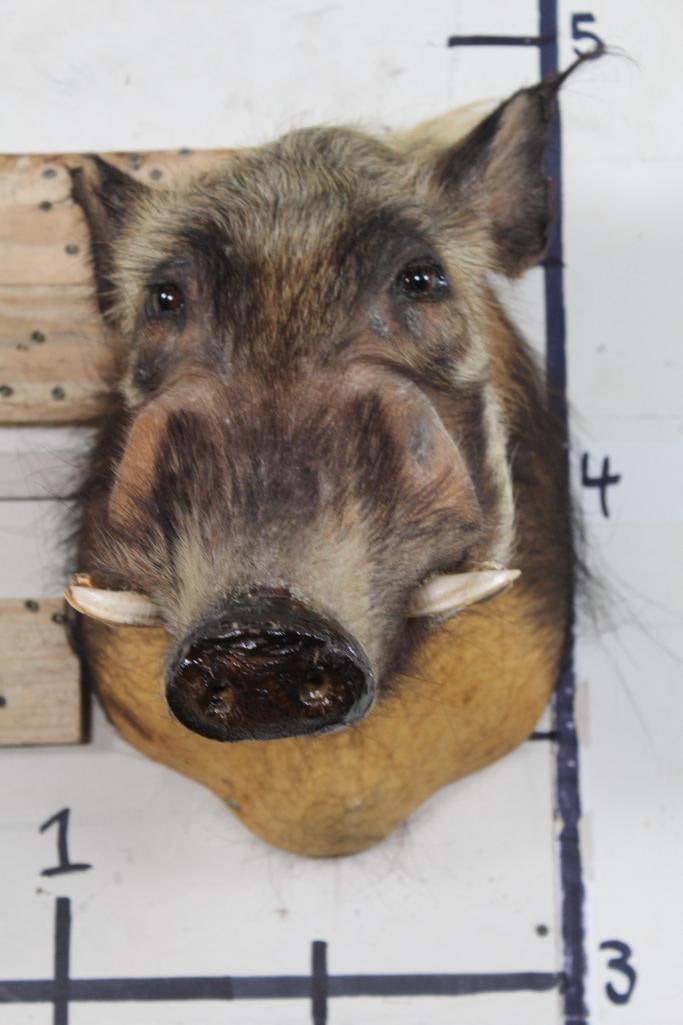 BUSH PIG Shoulder Mount: This BUSH PIG Shoulder Mount is older with only minor flaws. It is just a little dusty but in Good Condition. TAXIDERMY