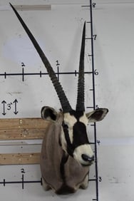 Nice and BIG GEMSBOK Shoulder Mount with removable horns