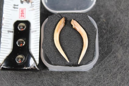 GABOON VIPER Fang Set