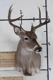 8-Point WHITETAIL DEER Shoulder Mount