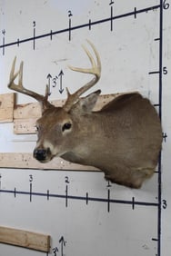 8-Point WHITETAIL DEER Shoulder Mount with a 15" Spread