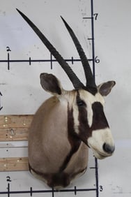 GEMSBOK Shoulder Mount