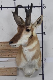 PRONGHORN Shoulder Mount