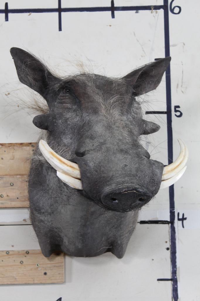 Nice WARTHOG Shoulder Mount (1 of 11)