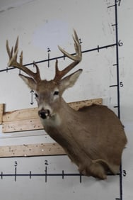 Respectable 11-Point WHITETAIL DEER Shoulder Mount