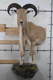 Nice Half Body AOUDAD, Taken in 2011