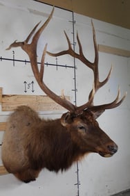 BIG 16-Point ELK Shoulder Mount