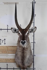 Very Nice WATERBUCK Shoulder Mount
