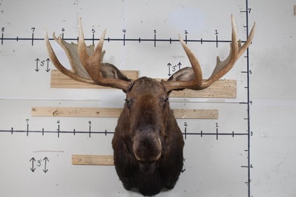 Very Nice XL MOOSE Shoulder Mount with a 61" Spread