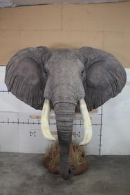 HUGE Real Skin ELEPHANT Pedestal