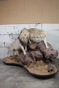 *TEXAS RESIDENTS ONLY* Life-sized African LION and LIONESS on a HUGE Base with a Life-sized HYRAX