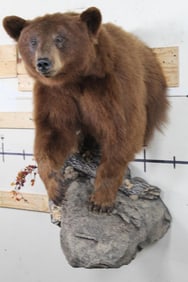 Nice Half Body Cinnamon Phase BLACK BEAR with Big Claws