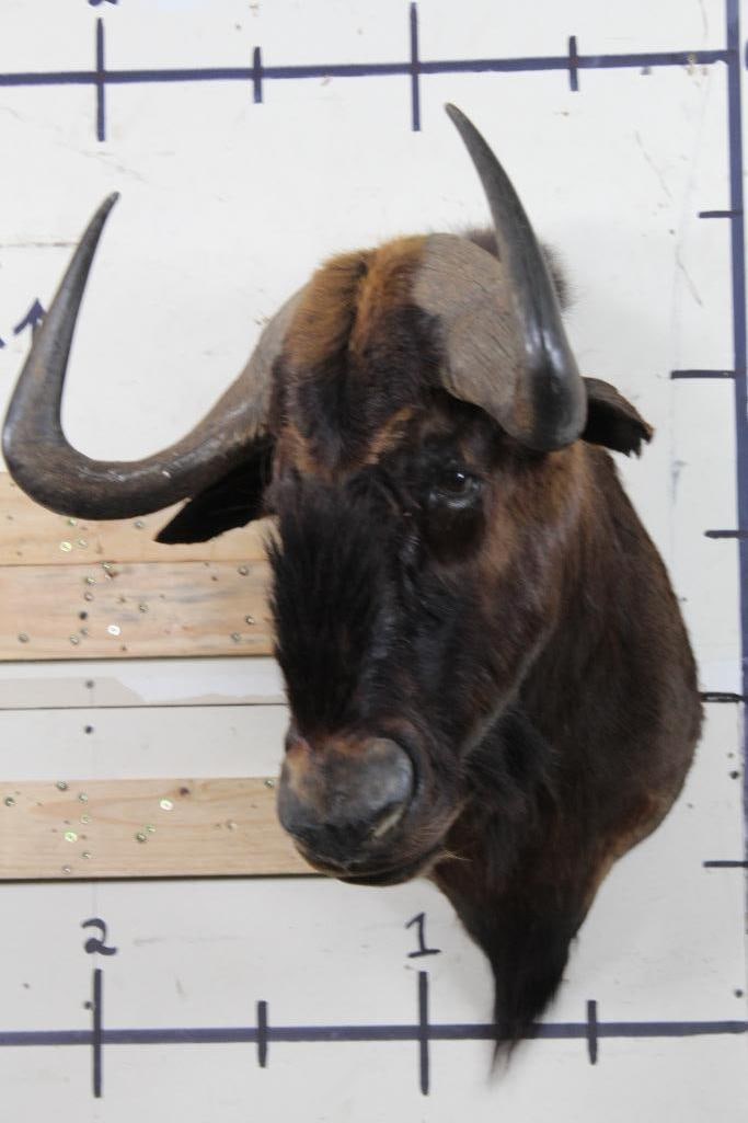 Black WILDEBEEST Shoulder Mount (1 of 11)