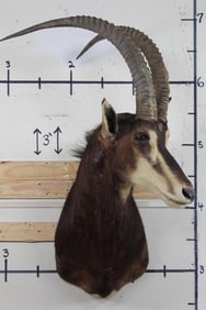 SABLE Shoulder Mount