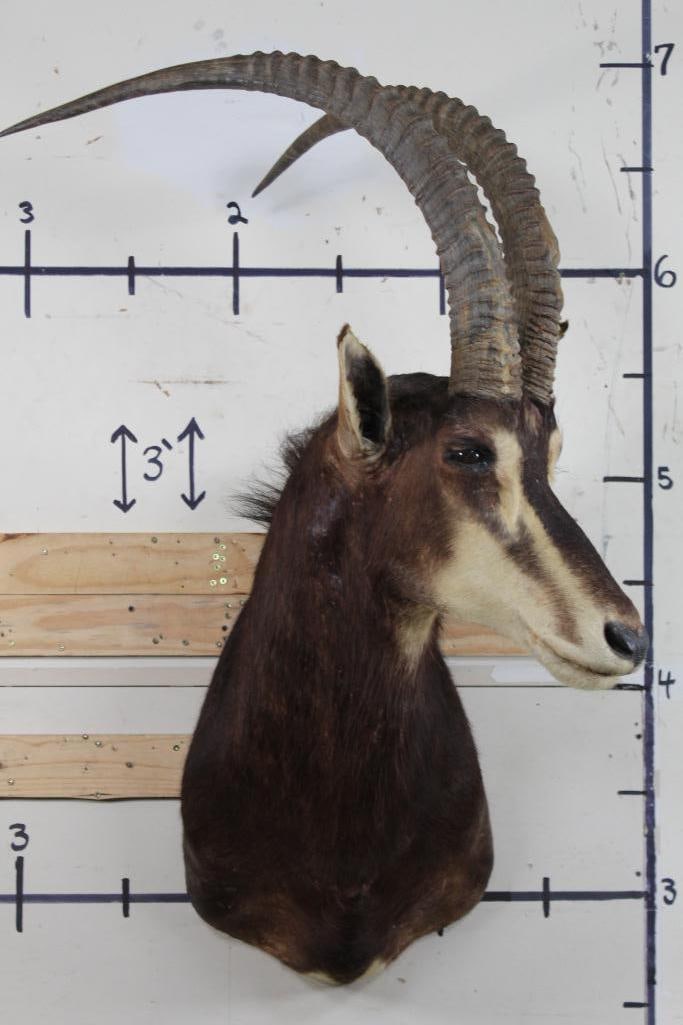 SABLE Shoulder Mount (1 of 11)