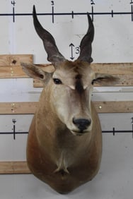 ELAND Shoulder Mount