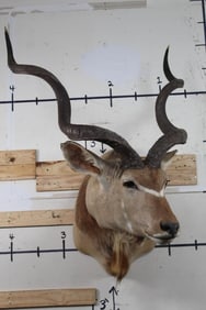 BIG KUDU Shoulder Mount