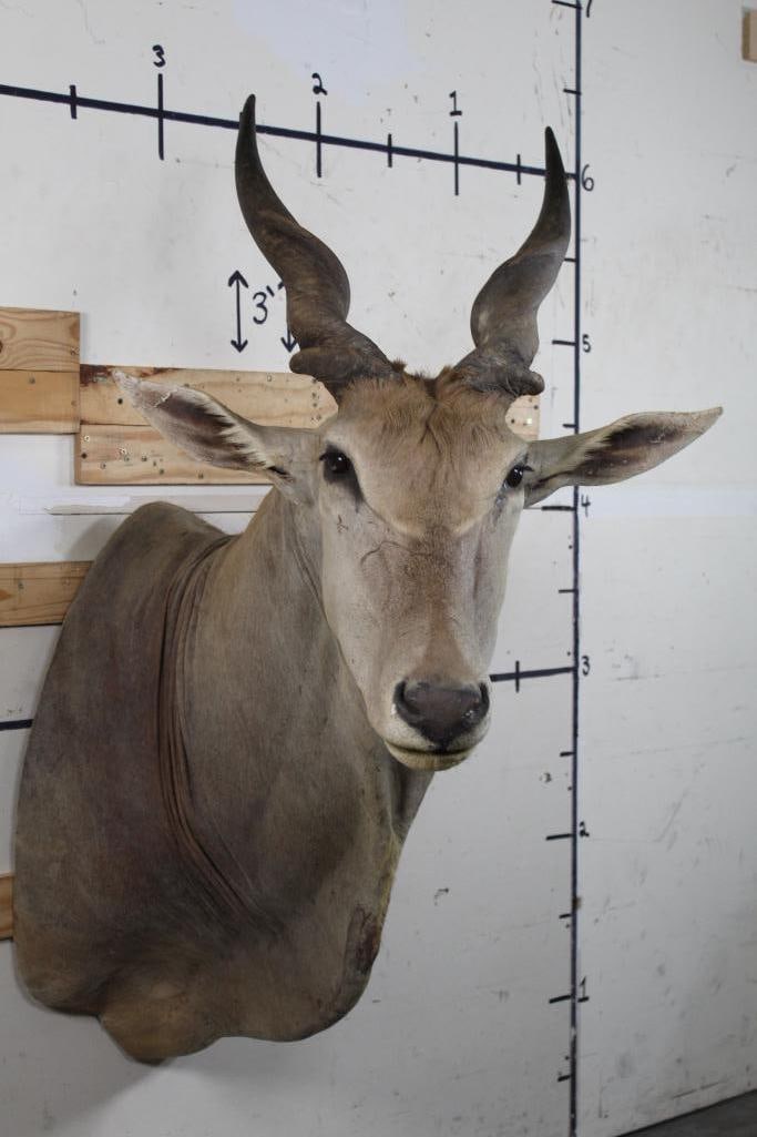 ELAND Shoulder Mount (1 of 15)