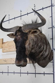 WILDEBEEST Shoulder Mount with a 25.5" Spread