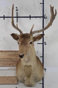 FALLOW DEER Shoulder Mount