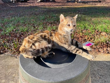 Beautiful *NEW* Life-sized Laying African WILDCAT