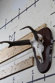 Big PRONGHORN Skull/Euro Mount on a plaque