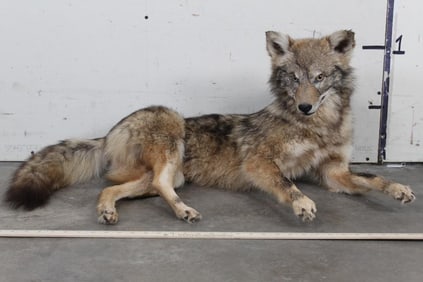 Life-sized freestanding COYOTE Mount in Good Condition