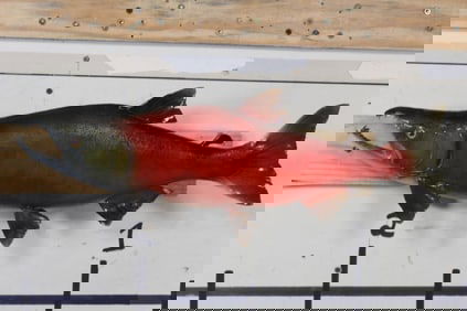Real Skin SOCKEYE SALMON Fish Mount