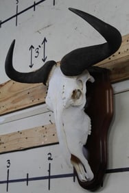 WILDEBEEST Skull on a Very Nice Wood Plaque