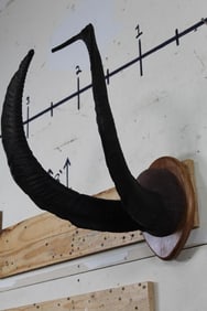 Very Nice IBEX-Cross Horns mounted on a Wooden Plaque